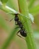 Formica sp.